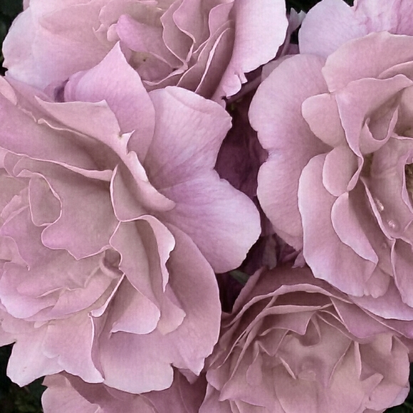 Meet your Posher, Esmeralda - Picture 1 of 1